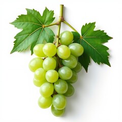 Obraz premium Bunches of green grapes on vine isolated on white background, Healthy ripe grapes with leaves, Grapes