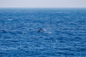 テイルスラップ（尻尾で海面を叩く）をしている。
陸から見えたザトウクジラ（ナガスクジラ科）の群れが泳ぐ様子。
英名学名：Humpback Whale, Megaptera novaeangliae
真新しい溶岩でできた荒々しい海岸線の底土港外。
東京都伊豆諸島八丈島-2025年
