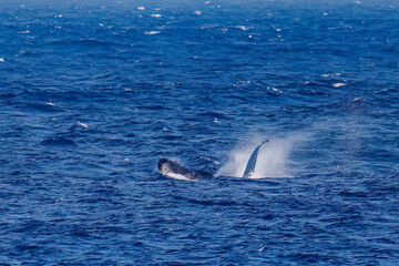 Fototapeta premium ペックスラップ（ヒレで海面を叩く）をしている。陸から見えたザトウクジラ（ナガスクジラ科）の群れが泳ぐ様子。 英名学名：Humpback Whale, Megaptera novaeangliae 真新しい溶岩でできた荒々しい海岸線の底土港外。 東京都伊豆諸島八丈島-2025年 