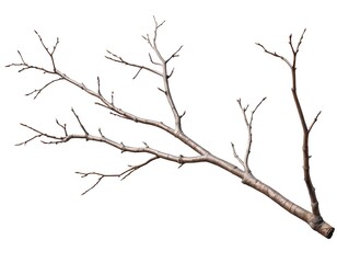 Fototapeta premium Bare Branch Isolated on White Background