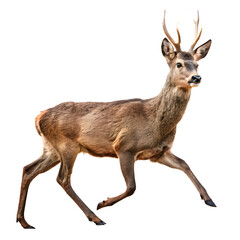 Fototapeta premium deer isolated on white