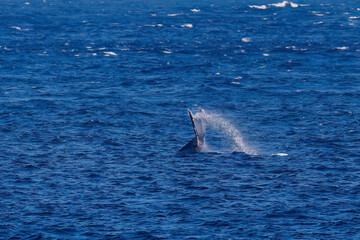 Fototapeta premium テイルスラップ（尻尾で海面を叩く）をしている。 陸から見えたザトウクジラ（ナガスクジラ科）の群れが泳ぐ様子。 英名学名：Humpback Whale, Megaptera novaeangliae 真新しい溶岩でできた荒々しい海岸線の底土港外。 東京都伊豆諸島八丈島-2025年 