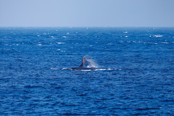 Fototapeta premium テイルスラップ（尻尾で海面を叩く）をしている。 ペダンクルアーチ（海面に背中を出す）をしている。 陸から見えたザトウクジラ（ナガスクジラ科）の群れが泳ぐ様子。 英名学名：Humpback Whale, Megaptera novaeangliae 真新しい溶岩でできた荒々しい海岸線の底土港外。 東京都伊豆諸島八丈島-2025年 