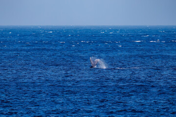 Fototapeta premium テイルスラップ（尻尾で海面を叩く）をしている。 陸から見えたザトウクジラ（ナガスクジラ科）の群れが泳ぐ様子。 英名学名：Humpback Whale, Megaptera novaeangliae 真新しい溶岩でできた荒々しい海岸線の底土港外。 東京都伊豆諸島八丈島-2025年 