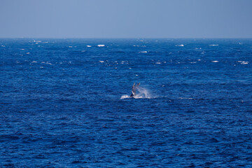 Obraz premium テイルスラップ（尻尾で海面を叩く）をしている。 陸から見えたザトウクジラ（ナガスクジラ科）の群れが泳ぐ様子。 英名学名：Humpback Whale, Megaptera novaeangliae 真新しい溶岩でできた荒々しい海岸線の底土港外。 東京都伊豆諸島八丈島-2025年 