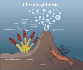 illustration of chemosynthesis diagram