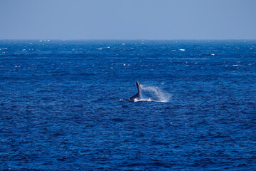 Naklejka premium テイルスラップ（尻尾で海面を叩く）をしている。 陸から見えたザトウクジラ（ナガスクジラ科）の群れが泳ぐ様子。 英名学名：Humpback Whale, Megaptera novaeangliae 真新しい溶岩でできた荒々しい海岸線の底土港外。 東京都伊豆諸島八丈島-2025年 