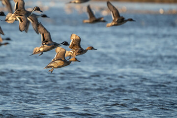 Ducks flying over water.