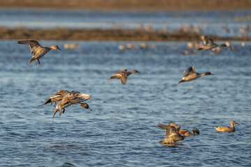 Ducks flying over water.