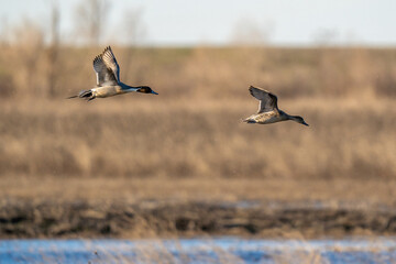 Ducks in flight.
