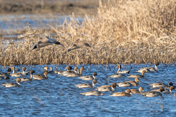 Pintails in flight and water.