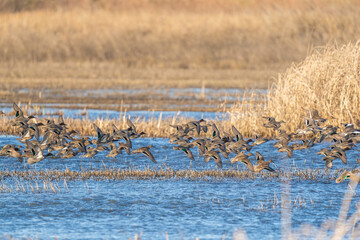 Ducks flying over marshland.