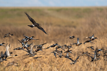 Ducks in flight over field.