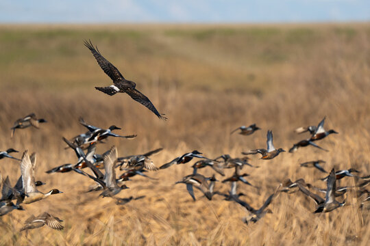 Ducks in flight over field.