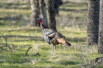 Wild turkey in meadow.