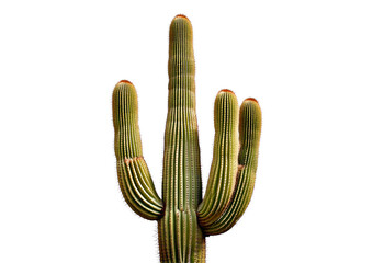 Saguaro cactus isolated on transparent or white background
