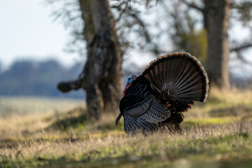 Strutting wild turkey in field.