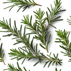Fototapeta premium Fresh Rosemary Sprigs, Isolated on White