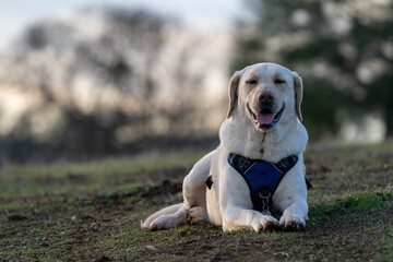 Happy Labrador wearing harness.