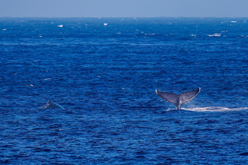 Fototapeta premium テイルスラップ（尻尾で海面を叩く）をしている。 陸から見えたザトウクジラ（ナガスクジラ科）の群れが泳ぐ様子。 英名学名：Humpback Whale, Megaptera novaeangliae 真新しい溶岩でできた荒々しい海岸線の底土港外。 東京都伊豆諸島八丈島-2025年 