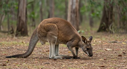 Fototapeta premium Wallaby Foraging in Australian Forest