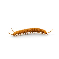 Obraz premium 3D logo centipede crawling aggressively