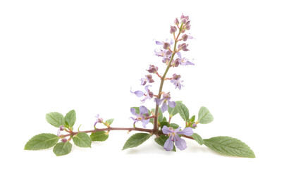 lavender flowers isolated on white