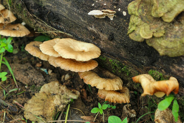Wild mushrooms grow on rotting tree trunks