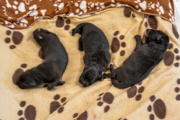 Labrador mother caring for her adorable litter of puppies in a heartwarming family moment