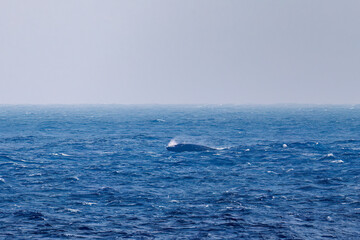 スパイホップ（海面から顔を出す）をしている。
陸から見えたザトウクジラ（ナガスクジラ科）の群れが泳ぐ様子。
英名学名：Humpback Whale, Megaptera novaeangliae
真新しい溶岩でできた荒々しい海岸線の底土港外。
東京都伊豆諸島八丈島-2025年
