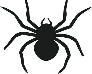  spider isolated on white background