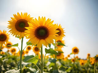 Obraz premium Sunny Sunflower Field with Blue Sky Vibrant Blooms, Summer, Nature, Floral, Outdoor Scenery.