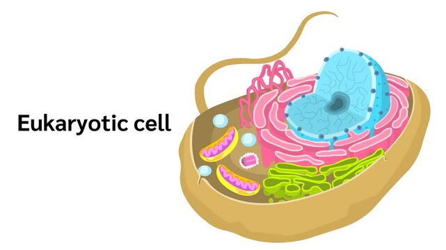 The endomembrane system of a eukaryotic cell