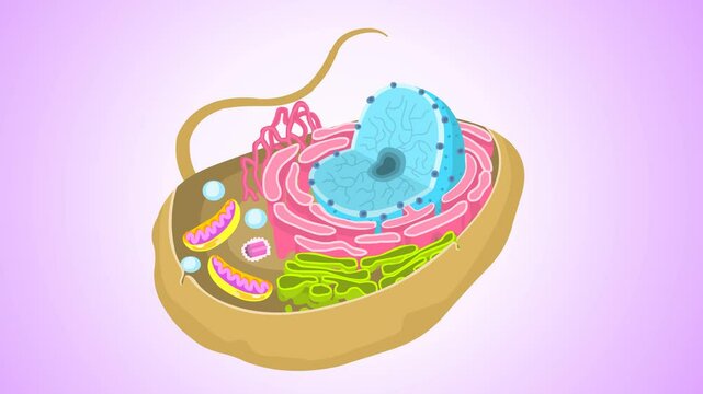 The endomembrane system of a eukaryotic cell