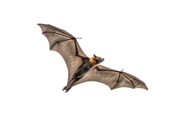 A flying bat, body twisted slightly in motion, elegantly glides through the air. Its large eyes and leathery wings highlight the bat’s graceful yet primal beauty, isolated on a transparent background