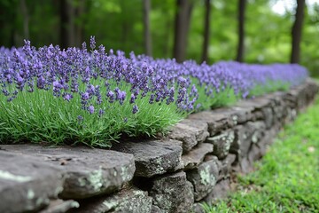 Obraz premium A peaceful garden with an old stone wall covered in ivy, with lavender and peonies blooming below, creating a fragrant sanctuary. 