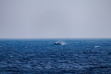 Fototapeta premium ブリーチング（ジャンプ）をしている。 陸から見えたザトウクジラ（ナガスクジラ科）の群れが泳ぐ様子。 英名学名：Humpback Whale, Megaptera novaeangliae 真新しい溶岩でできた荒々しい海岸線の底土港外。 東京都伊豆諸島八丈島-2025年 