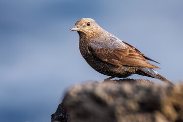 飛び立つ美しいイソヒヨドリ（ヒタキ科）
英名、学名：Blue Rock Thrush...