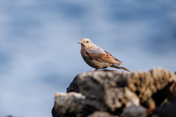 飛び立つ美しいイソヒヨドリ（ヒタキ科）
英名、学名：Blue Rock Thrush...