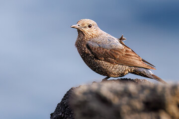 飛び立つ美しいイソヒヨドリ（ヒタキ科）
英名、学名：Blue Rock Thrush (Monticola solitarius
東京都伊豆諸島八丈島-2025年
