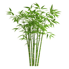 A 3D Small Decorative Bamboo Plant with Fresh Green Isolated on Transparent Background