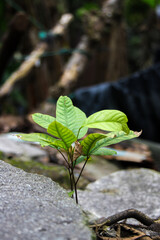 Photo of small tree growing in the forest