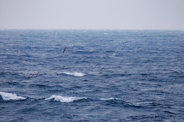 Fototapeta premium 飛翔する美しいオオミズナギドリ（ミズナギドリ科）の群れ。 英名学名：Streaked Shearwater, Calonectris leucomelas 絶海の孤島である、三宅島周辺は非常に海鳥の数が多い。 東海汽船東京湾～伊豆諸島八丈島、太平洋航路の橘丸船上-2025 