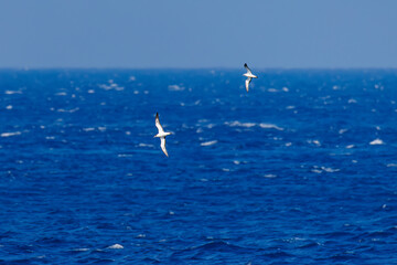 飛翔する美しいオオミズナギドリ（ミズナギドリ科）の群れ。
英名学名：Streaked Shearwater, Calonectris leucomelas
絶海の孤島である、三宅島周辺は非常に海鳥の数が多い。
東海汽船東京湾～伊豆諸島八丈島、太平洋航路の橘丸船上-2025
