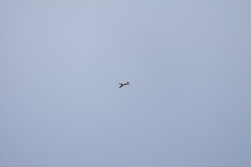 沖を飛翔する巨大なアホウドリ（アホウドリ科）。翼長は２m以上。
英名学名：Short-tailed albatross, Phoebastria albatrus
絶海の孤島である、三宅島周辺は非常に海鳥の数が多い。
東海汽船東京湾～伊豆諸島八丈島、太平洋航路の橘丸船上-2025
