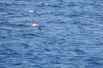 沖を飛翔する巨大なアホウドリ（アホウドリ科）。翼長は２m以上。
英名学名：Short-tailed albatross, Phoebastria albatrus
絶海の孤島である、三宅島周辺は非常に海鳥の数が多い。
東海汽船東京湾～伊豆諸島八丈島、太平洋航路の橘丸船上-2025
