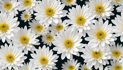 White Daisies Close Up