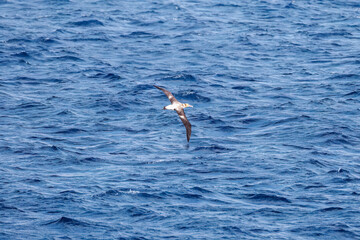 沖を飛翔する巨大なアホウドリ（アホウドリ科）。翼長は２m以上。
英名学名：Short-tailed albatross, Phoebastria albatrus
絶海の孤島である、三宅島周辺は非常に海鳥の数が多い。
東海汽船東京湾～伊豆諸島八丈島、太平洋航路の橘丸船上-2025
