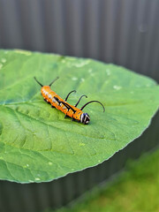 Australian Crow Caterpillar on Green Leaf