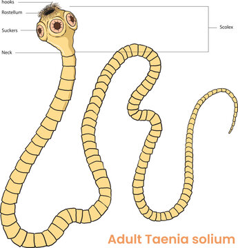 illustration of adult taenia solium diagram
